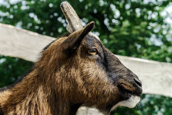 Портрет фермерского козла — стоковое фото