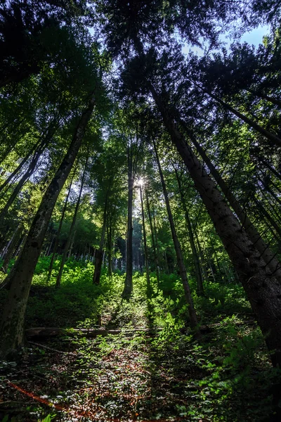 Rayons de soleil à travers les arbres — Photo