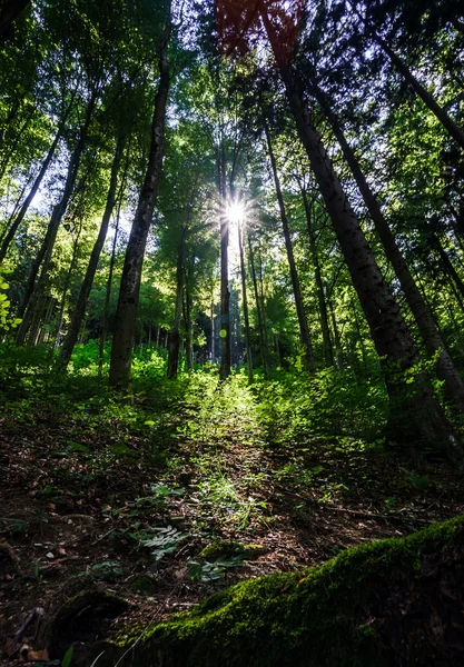 Zonlicht stralen door de bomen — Stockfoto