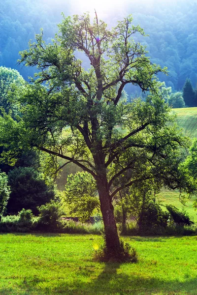 Beautiful evening trees highlighting — Stock Photo, Image