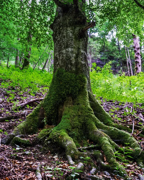 Grandes racines d'arbres avec mousse — Photo