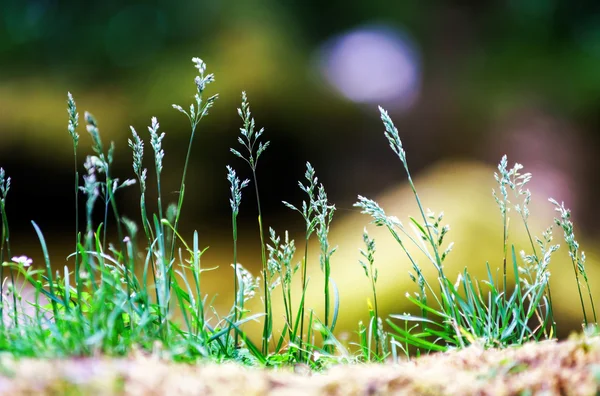 Primeros planos de hierba verde — Foto de Stock