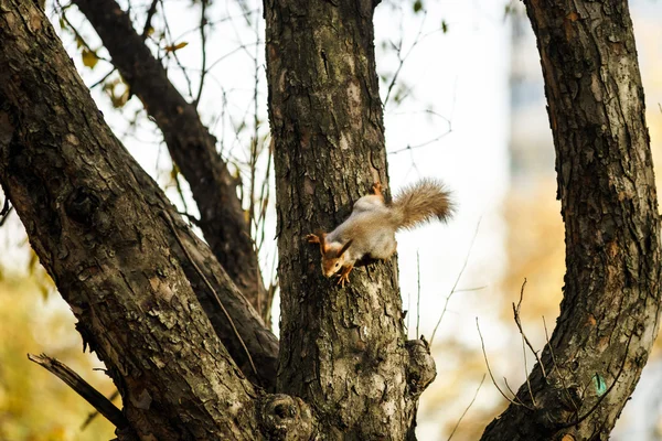 Funny squirrel in the forest — Stock Photo, Image