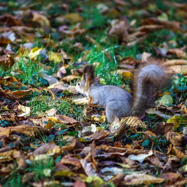 Funny squirrel in the forest — Stock Photo, Image