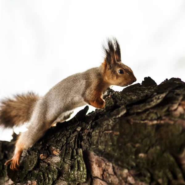 Funny squirrel in the forest — Stock Photo, Image