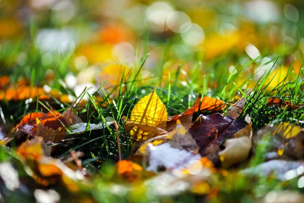 Ekim Park renkli sonbahar yaprakları — Stok fotoğraf