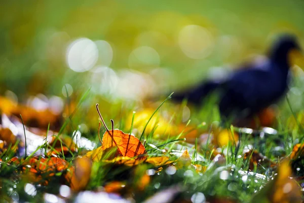 Farbenfrohe Herbstblätter im Oktober Park — Stockfoto
