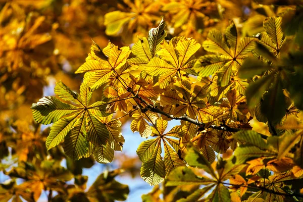 Feuilles d'automne colorées dans le parc d'octobre — Photo