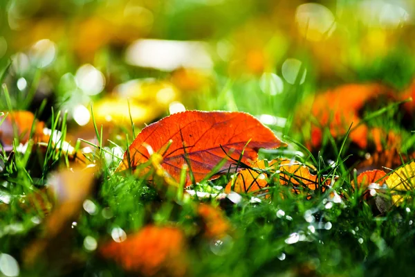 Barevné podzimní listí v říjnu parku — Stock fotografie