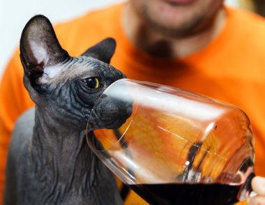 Sphynx kedi kadeh kırmızı şarap ile