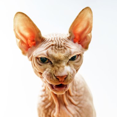 Horror face portrait of sphynx cat clipart