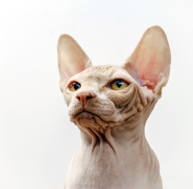 Güzel pembe sphynx kedi portre