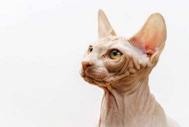 Güzel pembe sphynx kedi portre