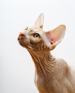 Güzel pembe sphynx kedi portre