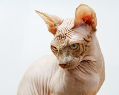 Güzel pembe sphynx kedi portre