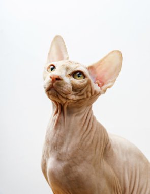 Güzel pembe sphynx kedi portre