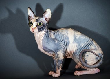 Güzel sphynx kedi portre