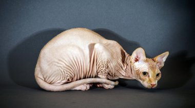 Güzel sphynx kedi portre