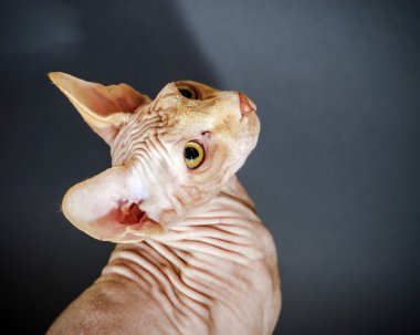 Güzel sphynx kedi portre
