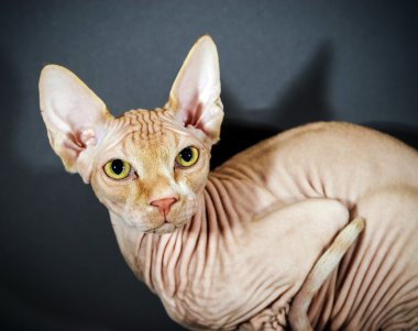 Güzel sphynx kedi portre