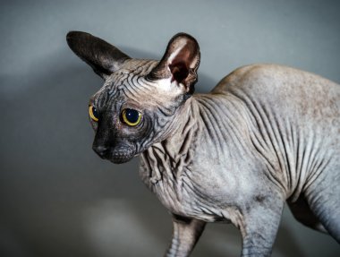 Güzel sphynx kedi portre