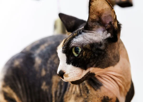 Achterzijde sphinx kat met verschillende kleuren huid — Stockfoto