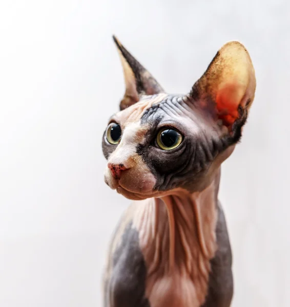 Rear sphinx cat with different colors skin — Stock Photo, Image