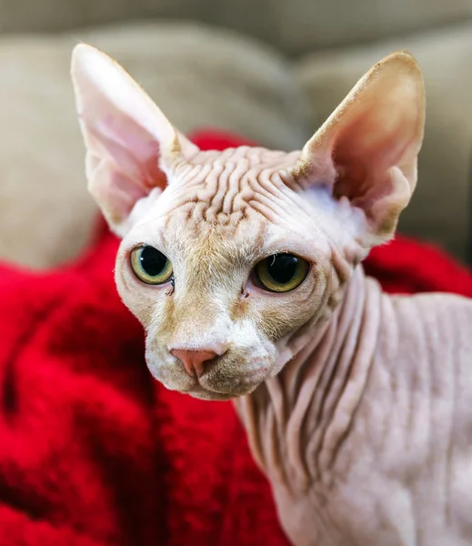 Belo retrato de gato rosa sphynx — Fotografia de Stock