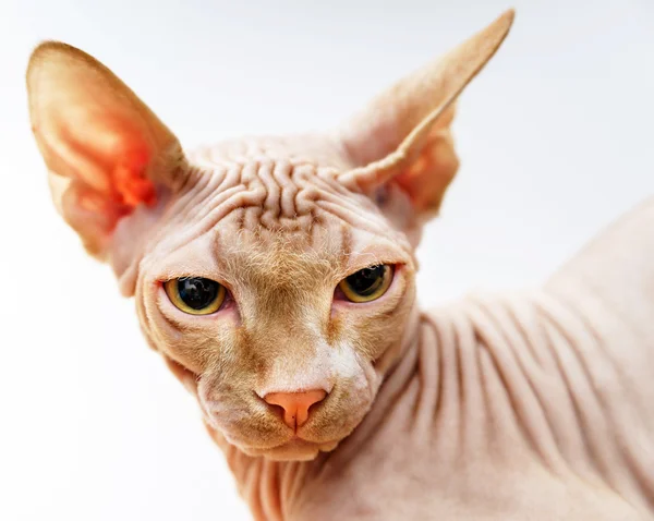 Belo retrato de gato rosa sphynx — Fotografia de Stock