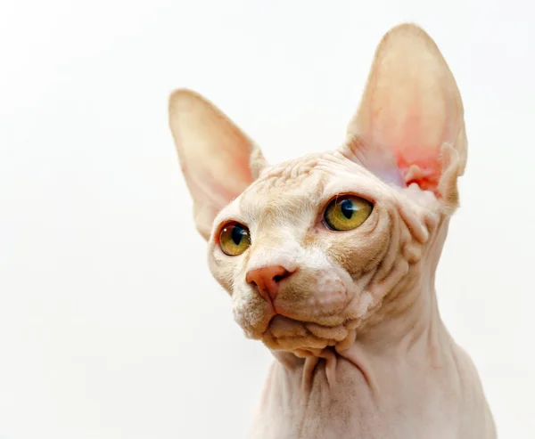 Piękne różowe sphynx kot portret — Zdjęcie stockowe