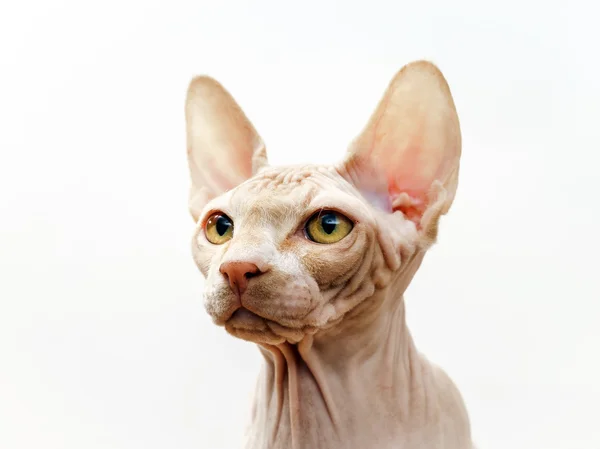 Belo retrato de gato rosa sphynx — Fotografia de Stock