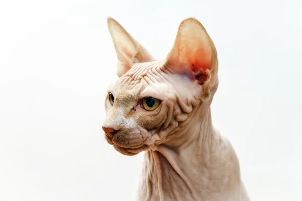 Vacker rosa sphynx katt porträtt — Stockfoto