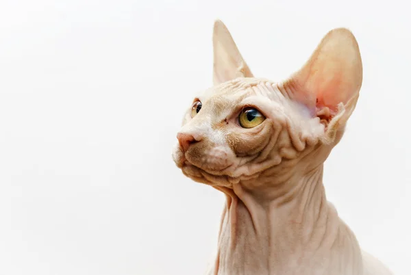 Piękne różowe sphynx kot portret — Zdjęcie stockowe