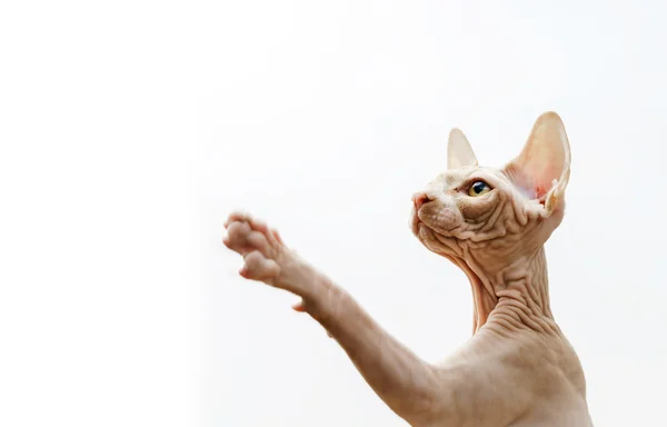 Mooie roze sphynx kat portret — Stockfoto