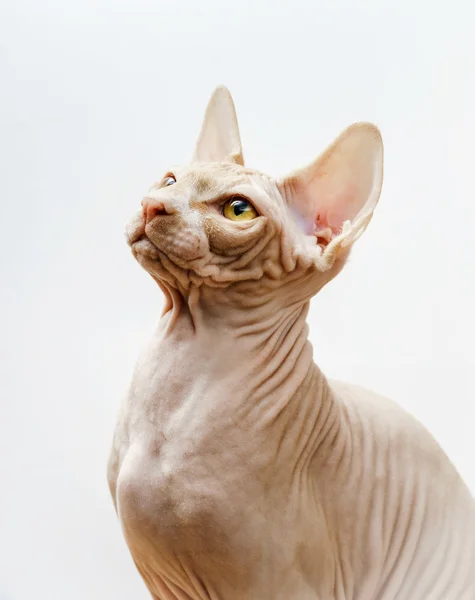 Vacker rosa sphynx katt porträtt — Stockfoto