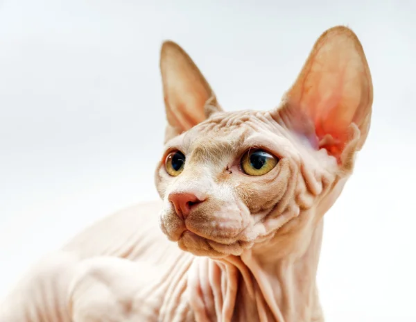 Mooie roze sphynx kat portret — Stockfoto