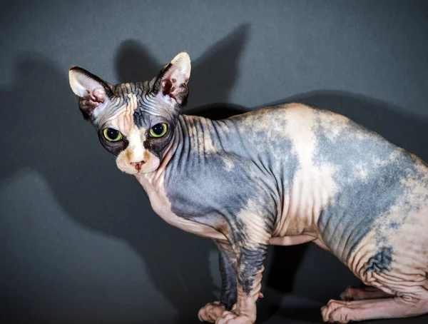 Mooie sphynx kat portret — Stockfoto