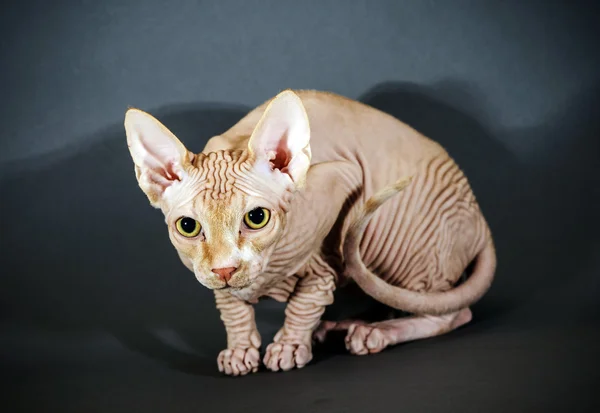 Belo retrato de gato sphynx — Fotografia de Stock