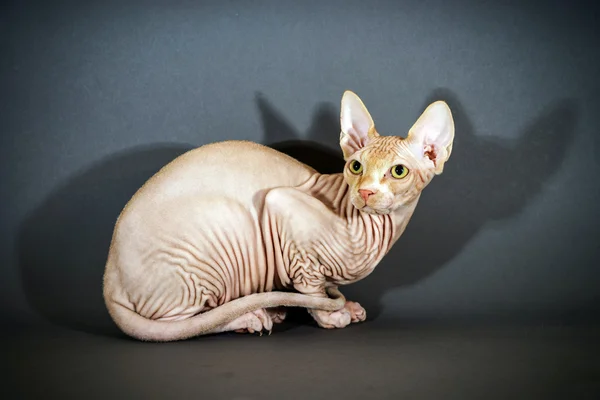 Belo retrato de gato sphynx — Fotografia de Stock