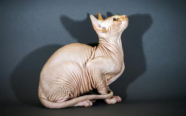 Belo retrato de gato sphynx — Fotografia de Stock