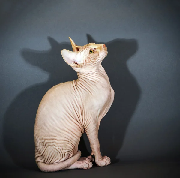 Belo retrato de gato sphynx — Fotografia de Stock