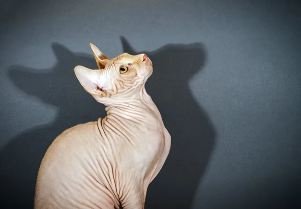Piękny sphynx kot portret — Zdjęcie stockowe