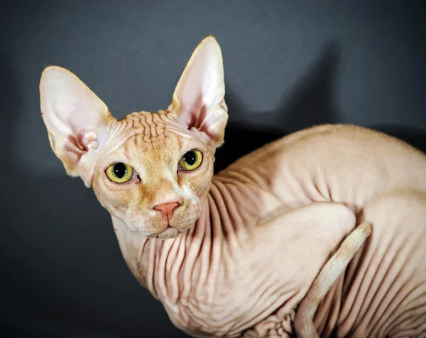 Piękny sphynx kot portret — Zdjęcie stockowe