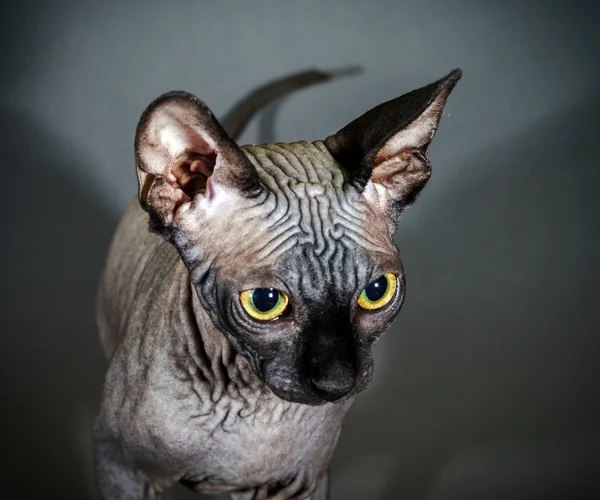 Mooie sphynx kat portret — Stockfoto