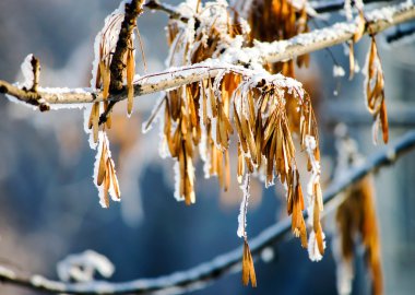 Kar kış hava Şehir Parkı içinde