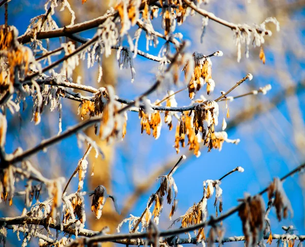 Sneeuw winterweer in stad openbaar park — Stockfoto