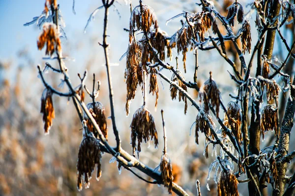 Sneeuw winterweer in stad openbaar park — Stockfoto