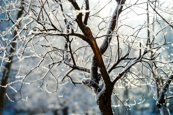 Nieve invierno tiempo en el parque público de la ciudad —  Fotos de Stock