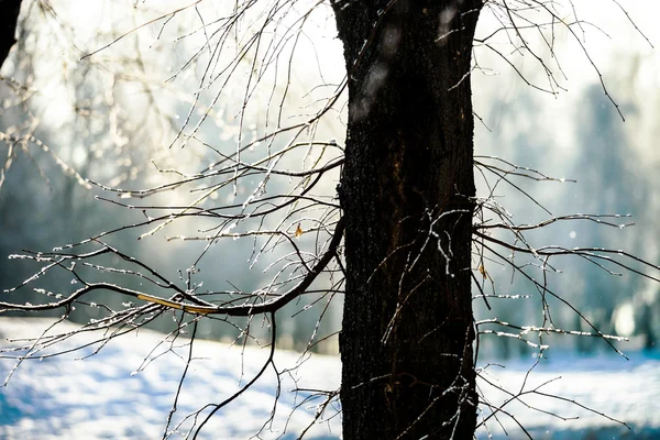 Снежная зима в городском общественном парке — стоковое фото