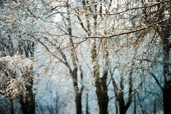 Inverno de neve tempo na cidade parque público — Fotografia de Stock